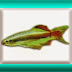 Tanictis - (Tanichthys albonubes)
