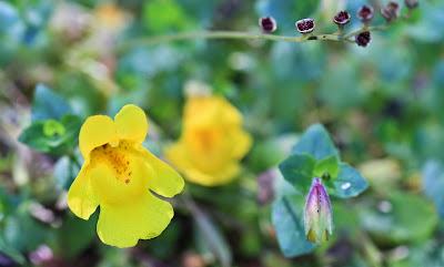 Erythranthe guttata (Seep Monkey-Flower)