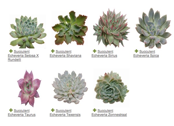 Succulent Echeveria variety guide metro detroit florist sweet pea floral design