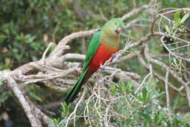 Australian King Parrot, http://st1cat.blogspot.com/