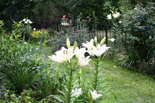 Gambar Bunga Lili Putih Yang Cantik_White Lily 2016011