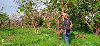 jawapes.or.id - Petani Jeruk Pamelo di Desa Tambakmas Merugi Puluhan Juta