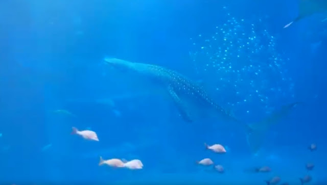 Whale Shark at Top floor at Osaka Aquarium Kaiykan