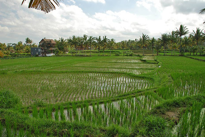 Campos de arroz