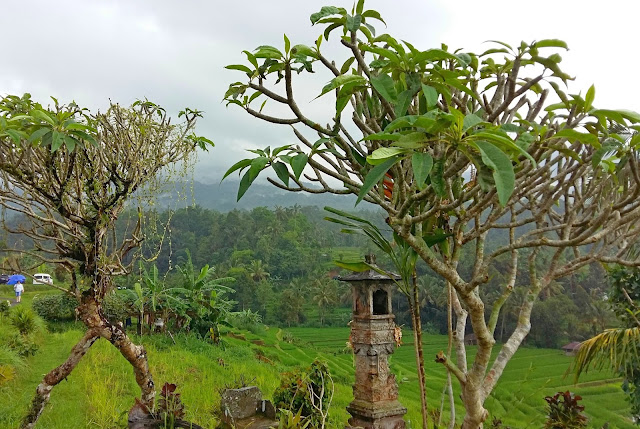 Что посмотреть на Бали. Рисовые террасы