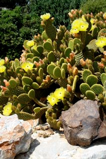 Opuntia microdasys