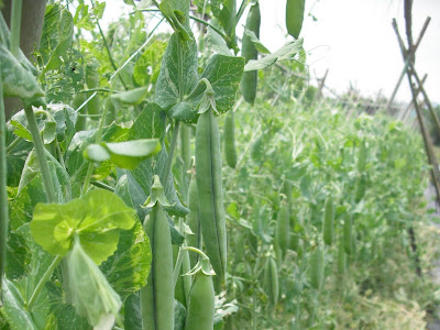 25 ++ 秋 植える 野菜 畑 661242-秋 植える 野菜 畑