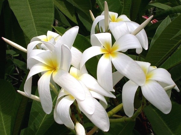 8 Manfaat Bunga Cempaka Putih Bagi Kecantikan dan ...