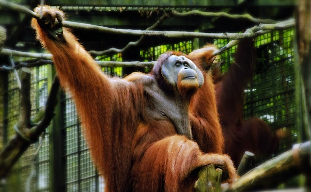 Sumatran Orangutan