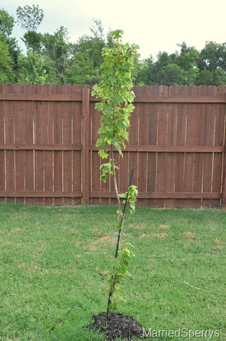 Garden_06-27-11_1993