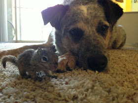 Rescued baby squirrel adopted by dogs, baby squirrel adopted by dogs, cute baby squirrel pictures, dog adopted squirrel, interspecies friends