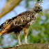 Crested Hawk Eagle