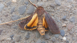 Noctua pronuba (female) 20230608-181046