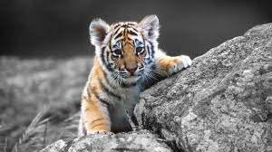 3D Animal Tiger HD Wallpapers