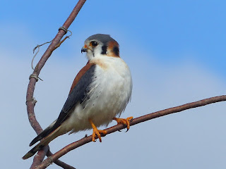 Crécerelle d'Amérique - Falco sparverius