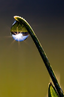 beautiful dew drops photography