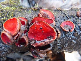 Sarcoscypha dudleyi - Pézize de Dudley ou Sarcoscypha austriaca - Pézize d'Autriche