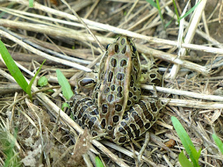 Grenouille léopard - Lithobates pipiens - Rana pipiens