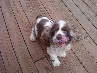 American Cocker Spaniel Puppies Picture