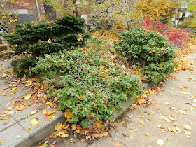 Riverdale Fall Cleanup Front Garden Before by Paul Jung Gardening Services--a Toronto Organic Gardening Services Company