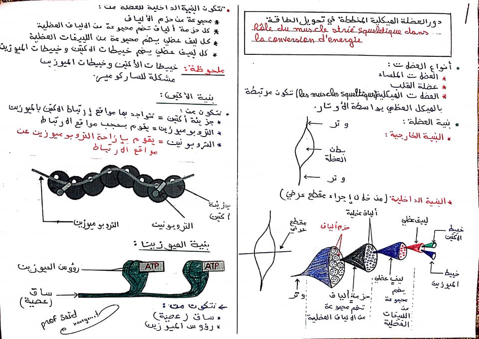 ملخصات مهمة لدروس مادة علوم الحياة و الارض الدورة الأولى السنة الثانية باكالوريا