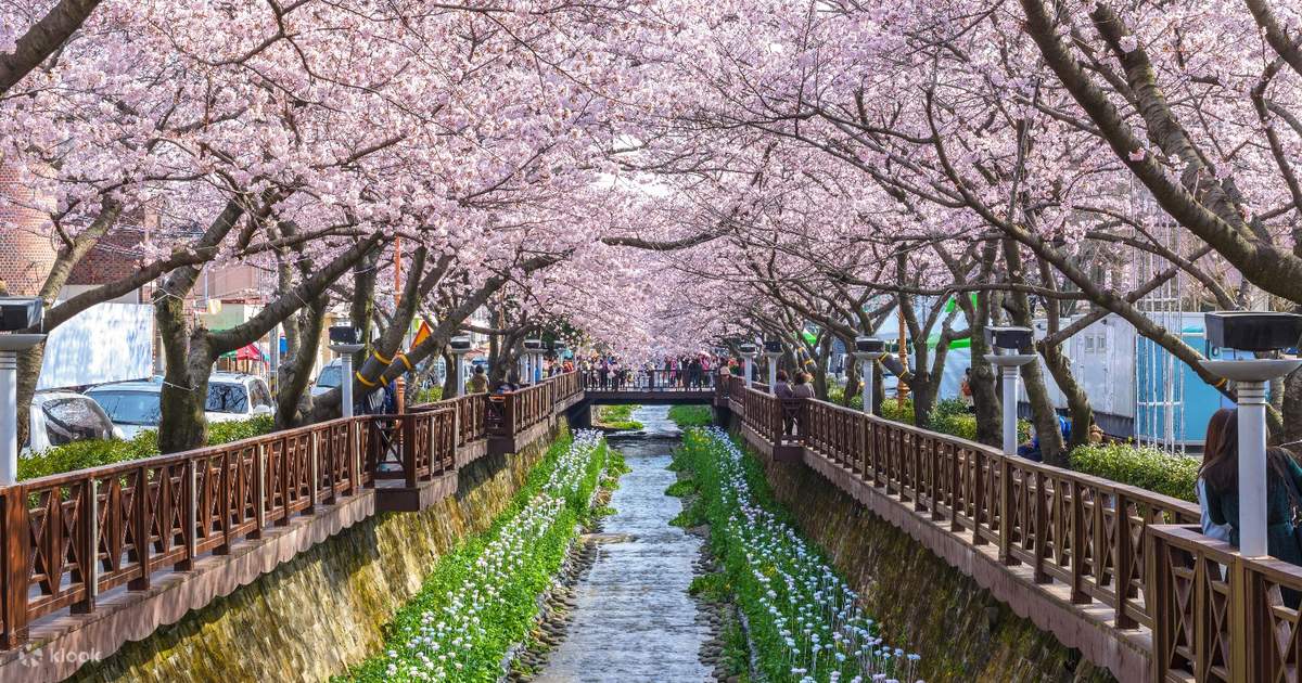 جينهاي تفتح أزهار الكرز في كوريا الجنوبية