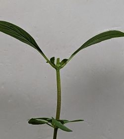 Sweet Thai Basil plant topped / beheaded