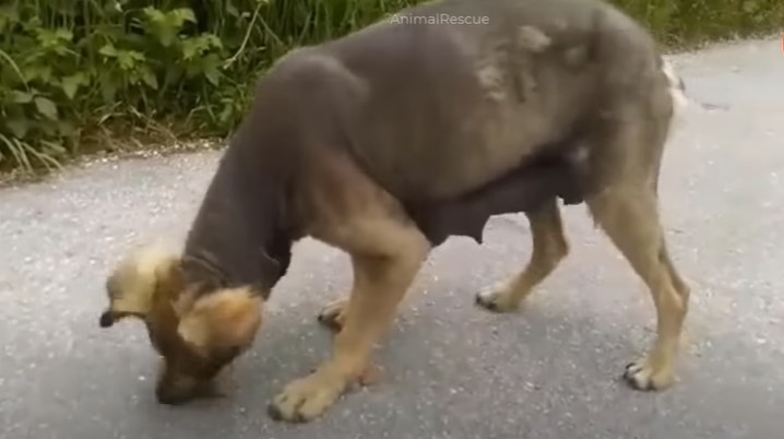 The dog comes to ask for help - photo cut from video