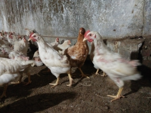 jual-ayam-jawa-super-jogja-joper-jogja-ayam-pejantan-jogja-jual-daging-ayam-pejantan-jogja-supplier-ayam-pejantan-jogja-harga-daging-ayam-pejantan-jogja