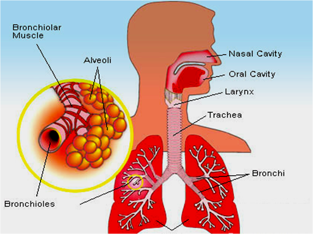 Lower Respiratory Infections