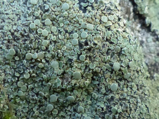 Lécanore des murs - Protoparmeliopsis muralis - Lecanora muralis