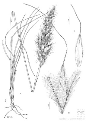 Pasto colorado (Sorghastrum pellitum)