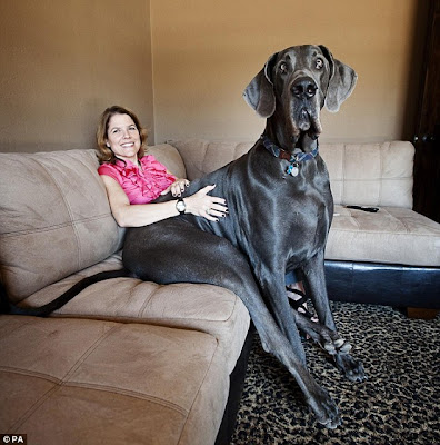 World's Tallest Dog