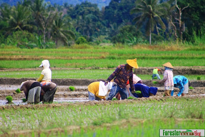 suasana pagi di pedesaan FORESTER UNTAD BLOG