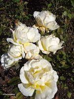 Glorious hybrid tea rose - Mona Vale Garden, Christchurch, New Zealand