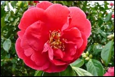 camellia