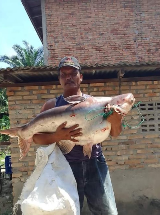 Heboh..!! Kedua kalinya Ikan Patin Seberat 18 Kg Ditemukan Pemancing Di Sungai Padang Kota Tebingtinggi 