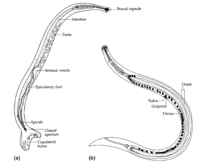 Morfologi, Siklus hidup, gejala dan Pengobatan Cacing Tambang Ancylostoma duodenale dan Necator americanus