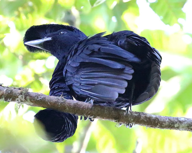 5 Most Unique Birds in the World!