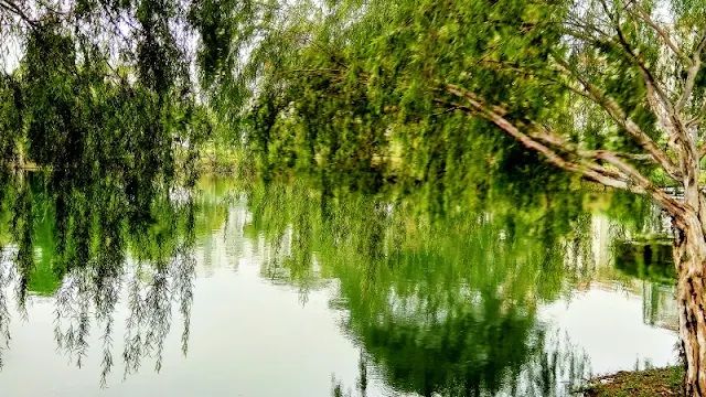 HMD Nokia 3.1, Mobile Photography, Weeping Willows 03