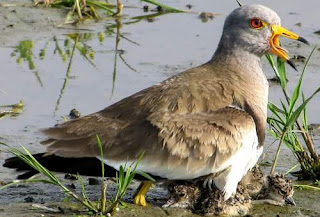 Vanellus cinereus