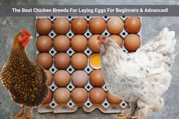 The Best Chicken Breeds For Laying Eggs For Beginners & Advanced!