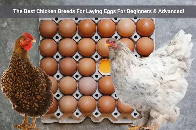 Best Chicken Breeds For Laying Eggs