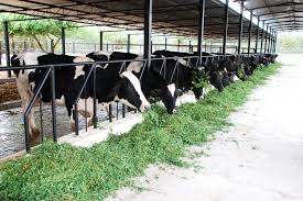 How to Start Dairy Farm Business in india