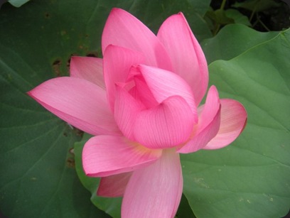 lotus