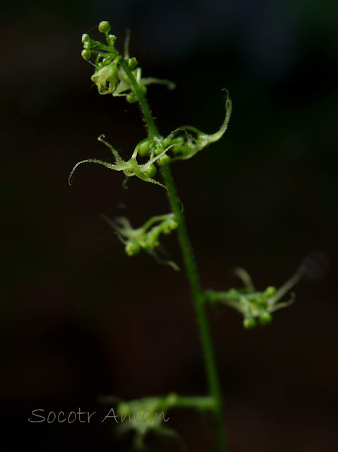 Gynostemma pentaphyllum