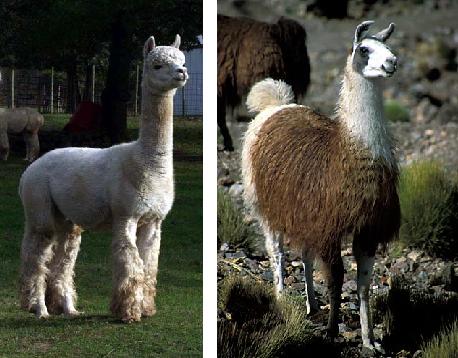 llamas with hats. llamas with hats 3 script