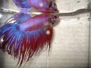 crowntail betta splenden