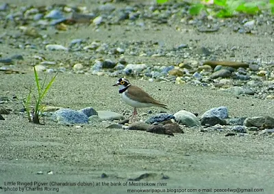 This water bird likes to walk on the banks of river in lowland forest of Manokwari