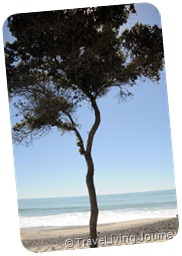 Beach Tree